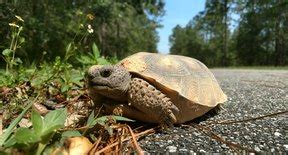 The Plants & Animals of the Coastal Plain | Sciencing