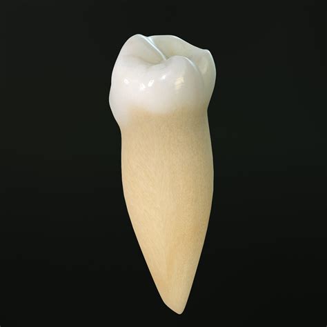 3d tooth lower premolar