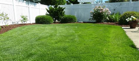 The Ultimate Guide To St. Augustine Grass Care | ABC Blog