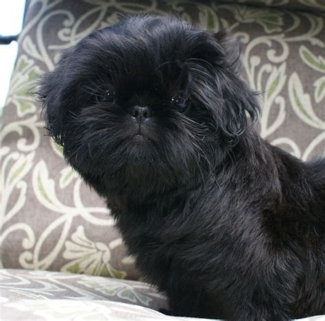 black shihtzu #shihtzu | Shih tzu, Shih tzu dog, Cute dogs