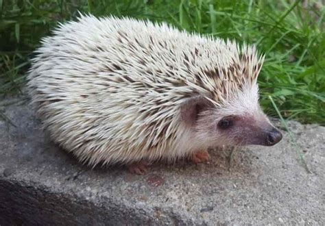 African Pygmy Hedgehog: Profile, Traits, Facts, Pet, Care - Mammal Age