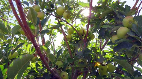 Plant Fruit Trees Now! | North Haven Gardens