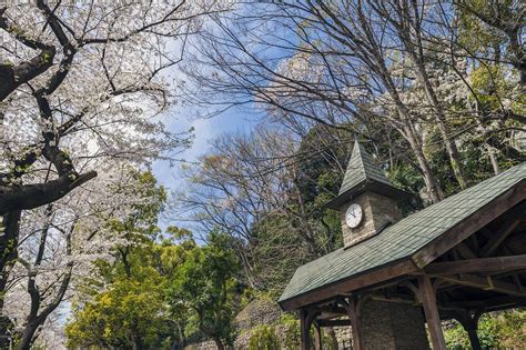 10 Best Cherry Blossom Spots in Tokyo - Where to See Cherry Blossoms in ...