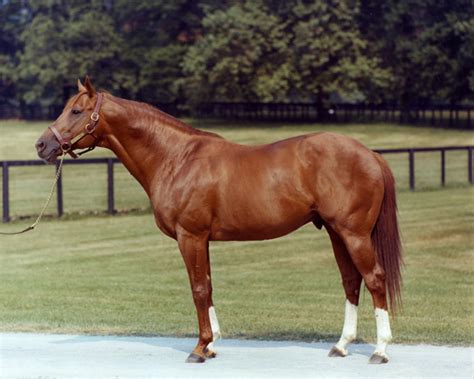 The World of Horses: Secretariat