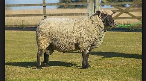 Shropshire sheep - Native Breed.org