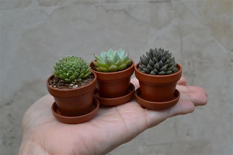 Mini Succulents in Pots Live Plants Wedding Favors Tiny - Etsy