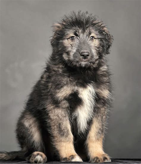 Russian Bear Dog - A Complete Guide To The Caucasian Shepherd