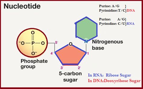 What Is The Genetic Makeup Of A Nucleotide - Mugeek Vidalondon