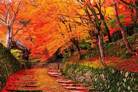 Pin by Flowers In Heart on Autumn | Scenic destinations, Autumn scenery, Autumn in japan