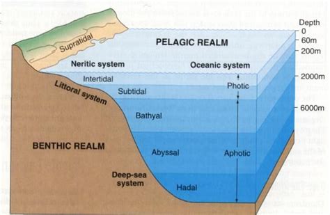 Definition Of Aphotic Zone In Earth Science - FEDINIT