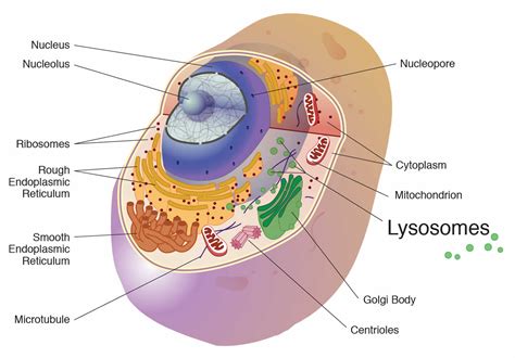 Lysosomal storage disease types, list, causes, symptoms & treatment