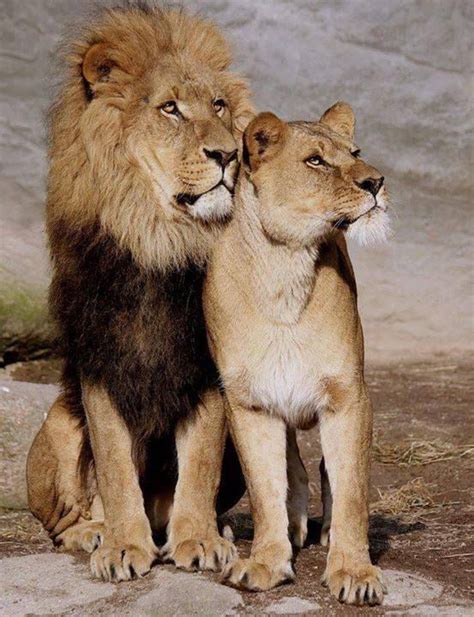 Lion Couple Quotes. QuotesGram