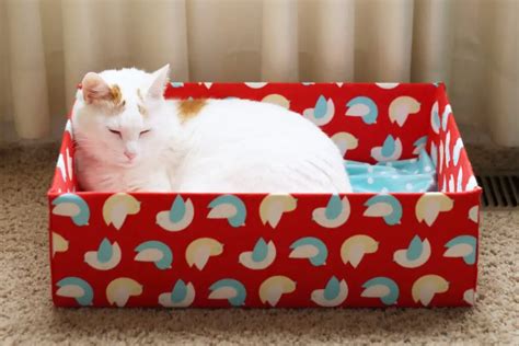 How to Make a Stylish Cat Bed Out of a Cardboard Box - Your Purrfect Kitty