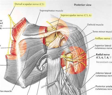 Shoulder에 있는 핀