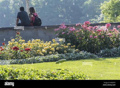 Switzerland Bern rose garden June 2017 | usage worldwide Stock Photo ...