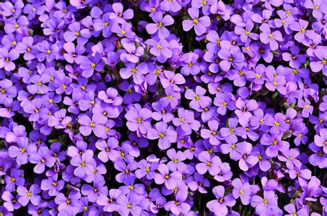 4k Purple Flowers Wallpapers - Wallpaper Cave