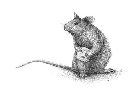 How to Draw a Mouse with Pen and Ink