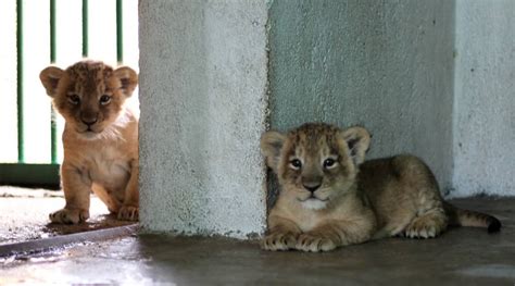 Gujarat: Sardar Patel Zoological Park welcomes two lion cubs