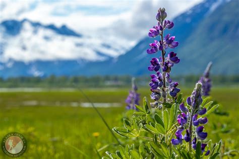 Arctic lupine of Alaska - Alaska.Guide