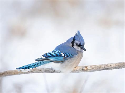 Do Blue Jays Migrate? | Bird Fact