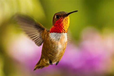 Allen's Hummingbird | The Audubon Birds & Climate Change Report