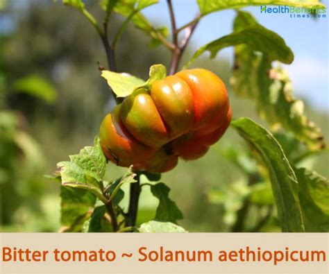 Bitter tomato facts and health benefits