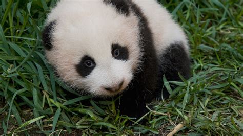 Baby Giant Pandas