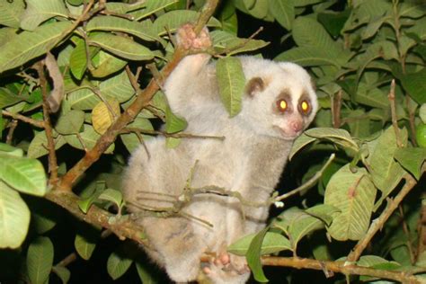 Endangered nocturnal Bengal slow loris is hunted in northeast India forest