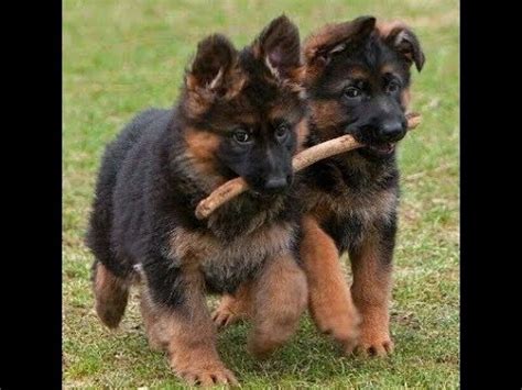 German Shepherd Puppies Playing | Gsd puppies - YouTube