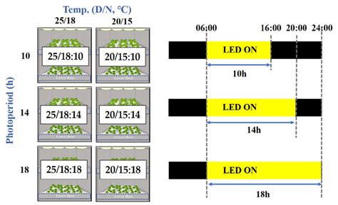 A schematic diagram showing the photoperiod and temperature control of ...