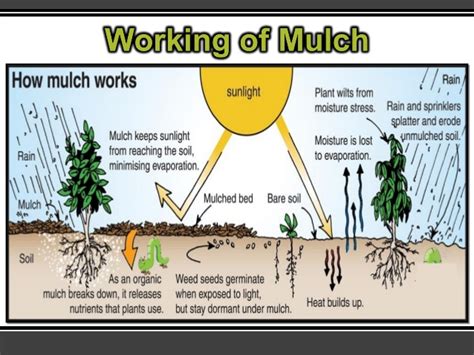 Why Mulch? - Planting up