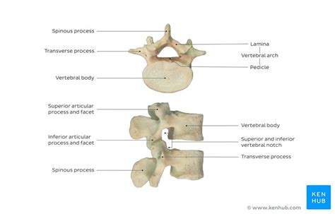 Lumbar vertebrae: anatomy of the bony lumbar spine | Kenhub