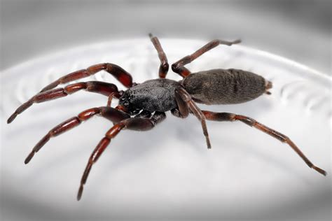 File:White tailed spider.jpg - Wikipedia
