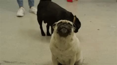 Pug Love GIF by evite - Find & Share on GIPHY