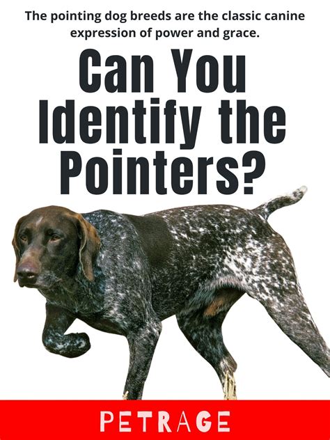 Can You Identify the Pointers in 2021 | Best dog breeds, Dog breeds, Animal memes