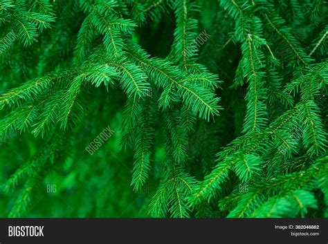 Christmas Fir Tree Image & Photo (Free Trial) | Bigstock