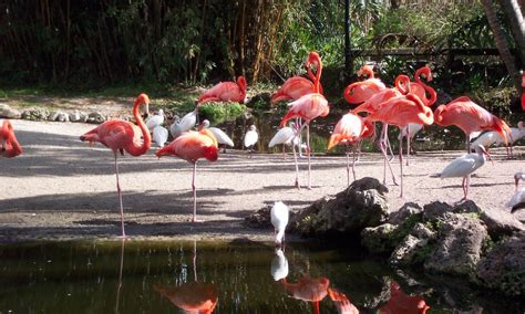 Flamingo Gardens Nursery Florida – Beautiful Flower Arrangements and ...