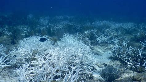 Frost Science Receives Two New “Rescued” Pillar Corals - Frost Science