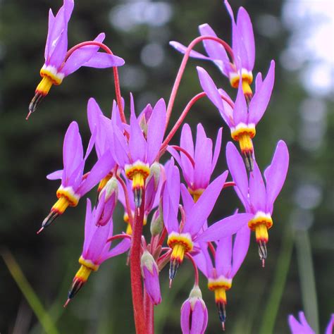 Dodecatheon pulchellum Red Wings - Vivace aux ombelles rose magenta à coeur plus foncé.