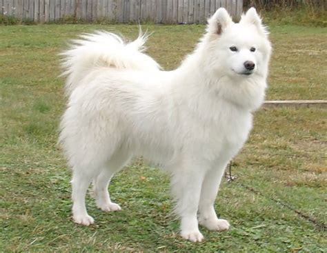 Samoyed Info, Temperament, Lifespan, Puppies, Pictures