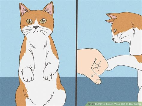 3 Ways to Teach Your Cat to Do Tricks - wikiHow