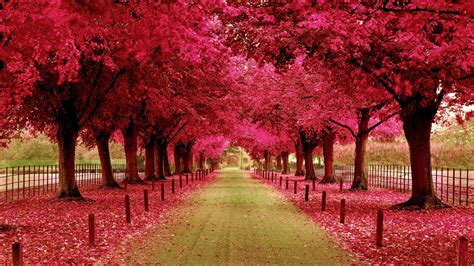 🔥 [90+] Pink Tree Wallpapers | WallpaperSafari