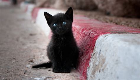 Here’s Why We Think Black Cats Are Bad Luck | KQED Pop | KQED Arts