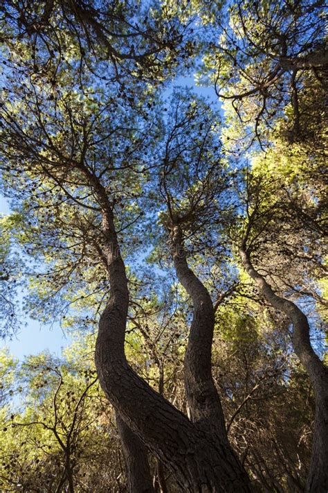 Mediterranean Forest stock photo. Image of beautiful - 28600270