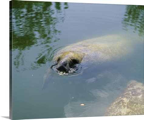 Manatee Eating Lettuce Florida Keys FL Wall Art, Canvas Prints, Framed ...