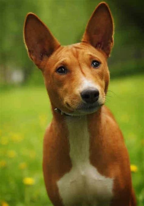 Living With the Basenji Temperament - 7 Steps For Success