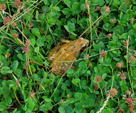 Frog in Portbury Nature Reserve | Martin's Mag.