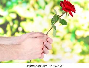 Mans Hand Giving Rose On Bright Stock Photo 147665195 | Shutterstock