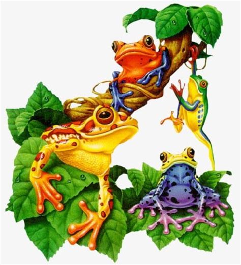 Frog Family PNG, Clipart, Amphibians, Animals, Family Clipart, Family ...