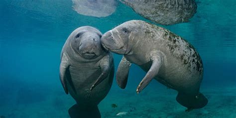 Manatees being spotted west of Florida